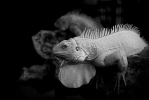 SNS詐欺に遭った場合の示談交渉方法とは？