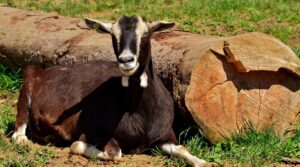 クレカの不正利用が発覚した場合の返金手続きはどうすればよい？