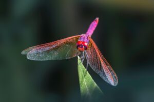 詐欺の電話がかかってきたらどう対処すればいい？