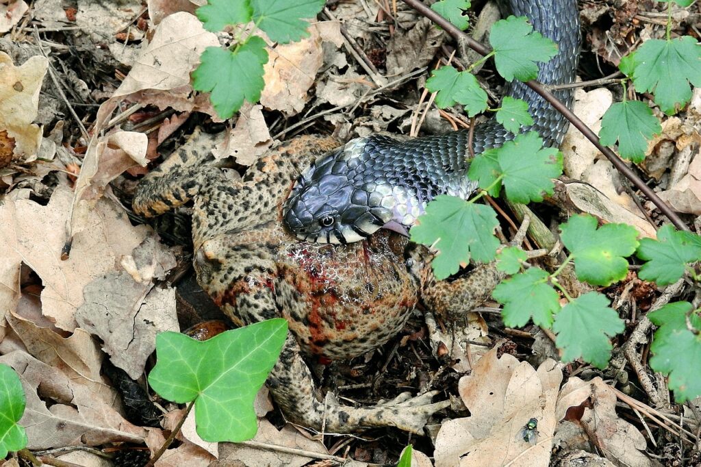 詐欺被害の返金手続きはどうすればいい？