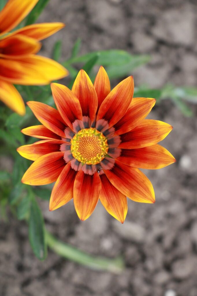 詐欺の返金期間はいつまでか知っていますか？