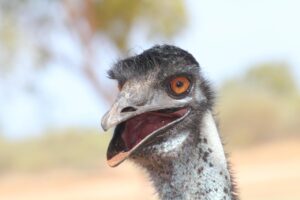 高齢者がSNS詐欺に遭った場合のau PAY決済返金手続き方法は？