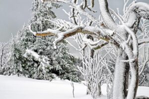 家族が詐欺に遭った場合の効果的な対処法は？